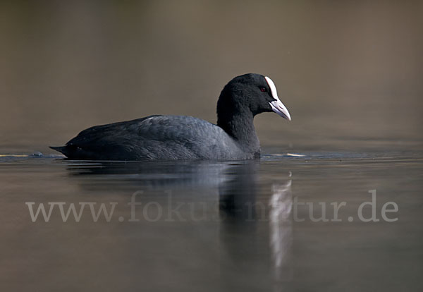 Blessralle (Fulica atra)