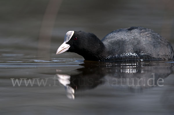 Blessralle (Fulica atra)