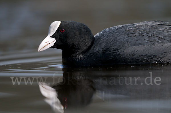 Blessralle (Fulica atra)