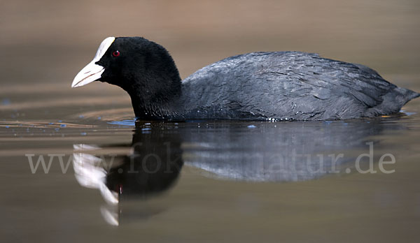 Blessralle (Fulica atra)