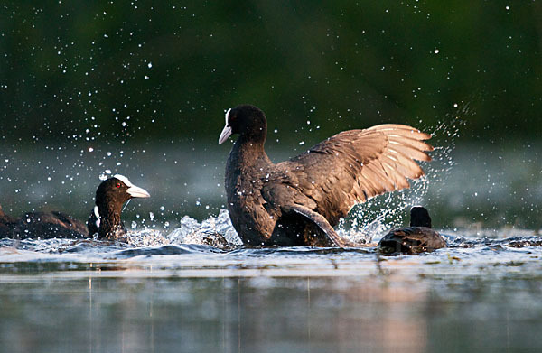 Blessralle (Fulica atra)