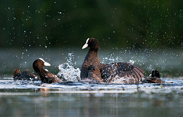 Blessralle (Fulica atra)