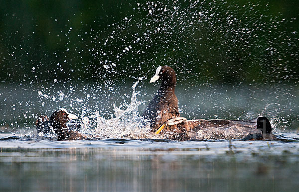 Blessralle (Fulica atra)