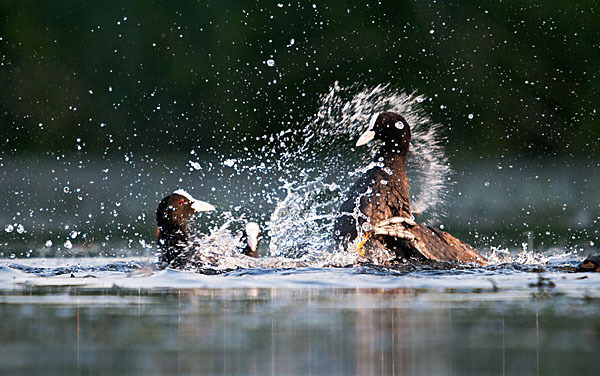 Blessralle (Fulica atra)