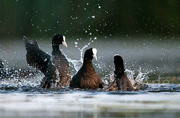 Blessralle (Fulica atra)