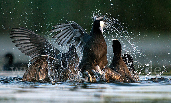 Blessralle (Fulica atra)