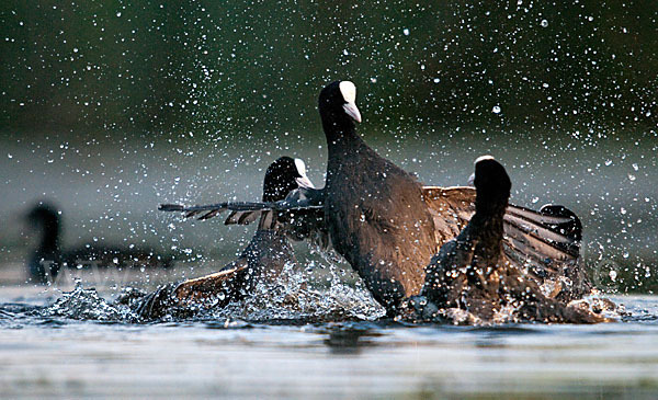 Blessralle (Fulica atra)