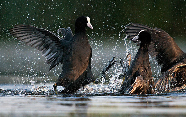 Blessralle (Fulica atra)