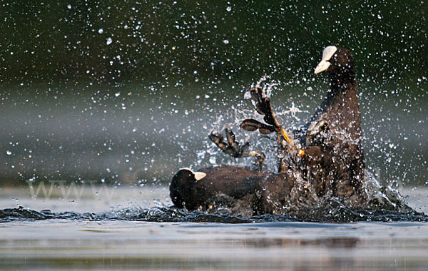 Blessralle (Fulica atra)