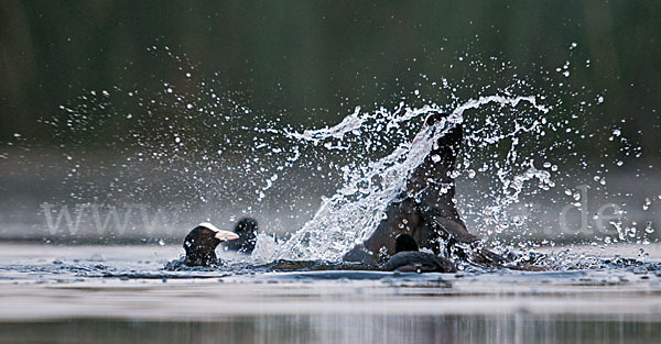 Blessralle (Fulica atra)