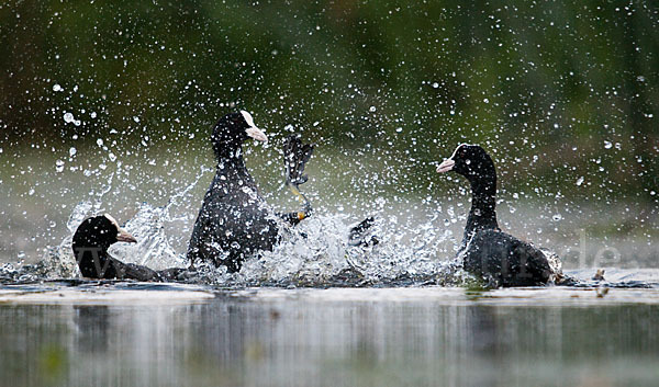 Blessralle (Fulica atra)