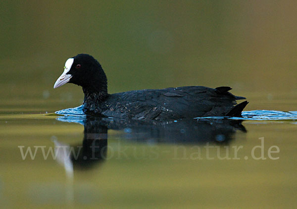 Blessralle (Fulica atra)