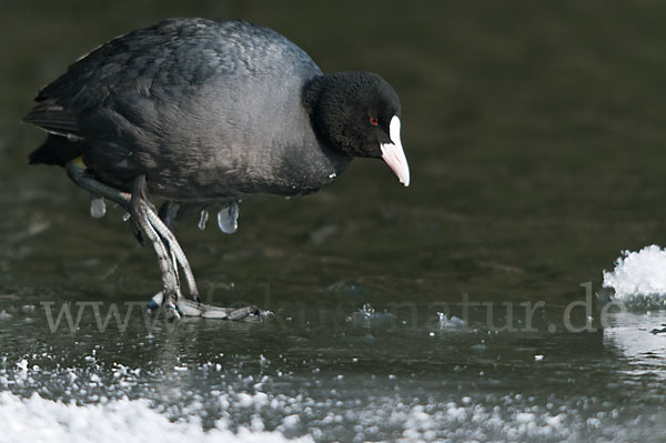 Blessralle (Fulica atra)