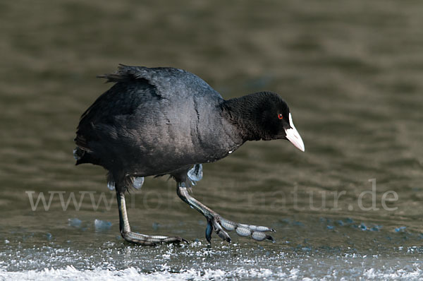 Blessralle (Fulica atra)