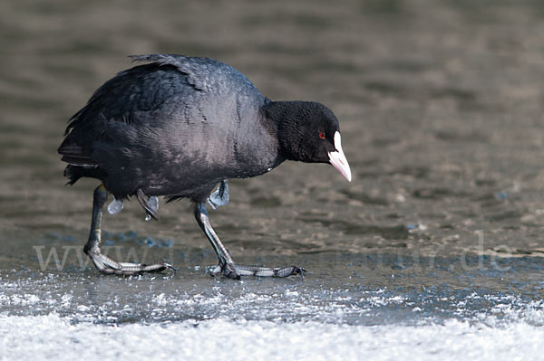 Blessralle (Fulica atra)