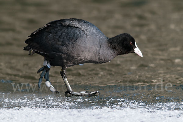 Blessralle (Fulica atra)