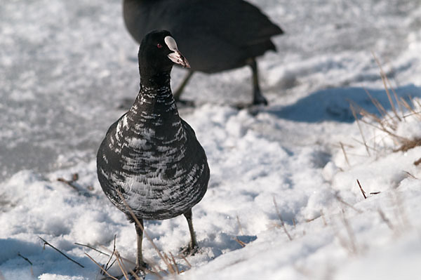 Blessralle (Fulica atra)