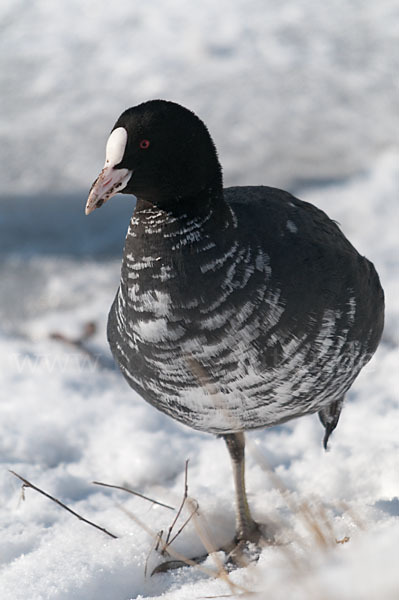 Blessralle (Fulica atra)