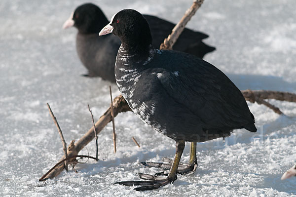 Blessralle (Fulica atra)