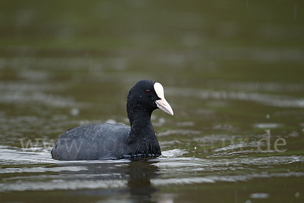 Blessralle (Fulica atra)