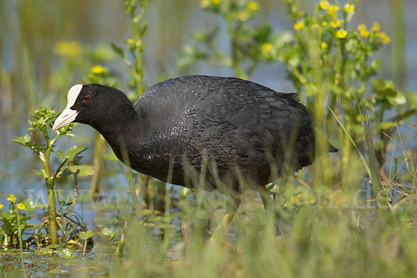 Blessralle (Fulica atra)