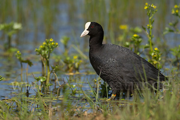 Blessralle (Fulica atra)