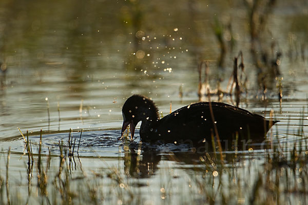 Blessralle (Fulica atra)