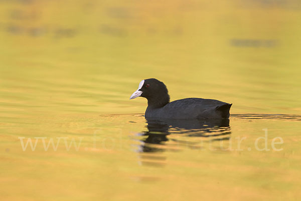 Blessralle (Fulica atra)