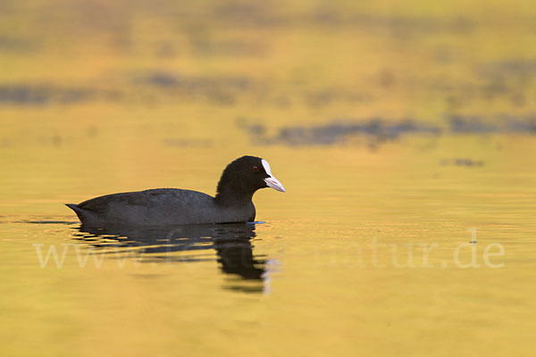 Blessralle (Fulica atra)