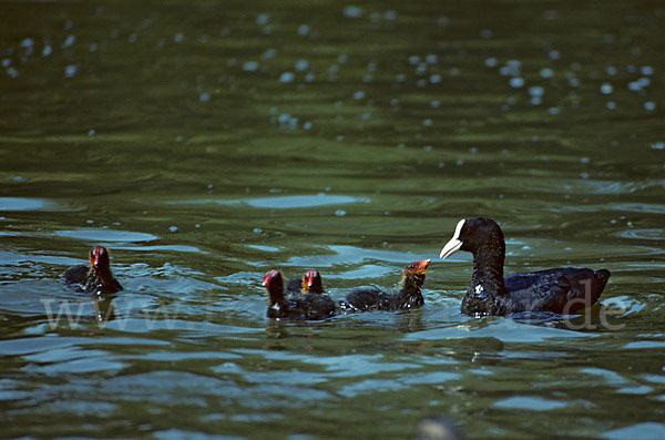 Blessralle (Fulica atra)