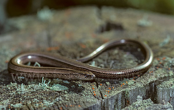 Blindschleiche (Anguis fragilis)