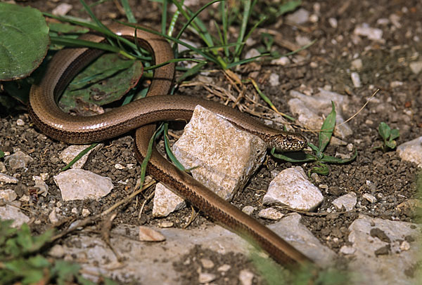 Blindschleiche (Anguis fragilis)