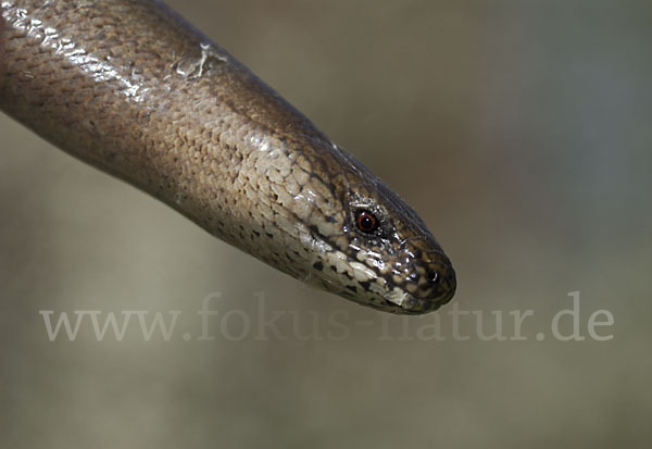 Blindschleiche (Anguis fragilis)