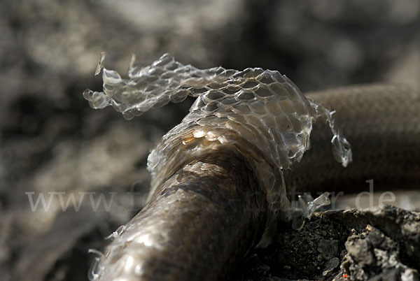 Blindschleiche (Anguis fragilis)