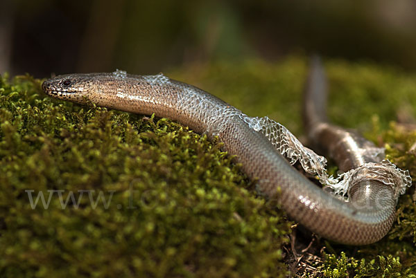 Blindschleiche (Anguis fragilis)