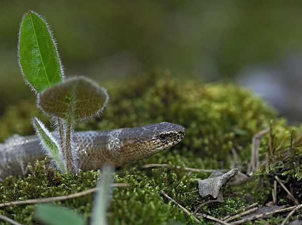 Blindschleiche (Anguis fragilis)