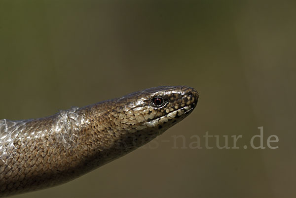 Blindschleiche (Anguis fragilis)