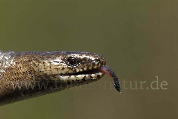 Blindschleiche (Anguis fragilis)