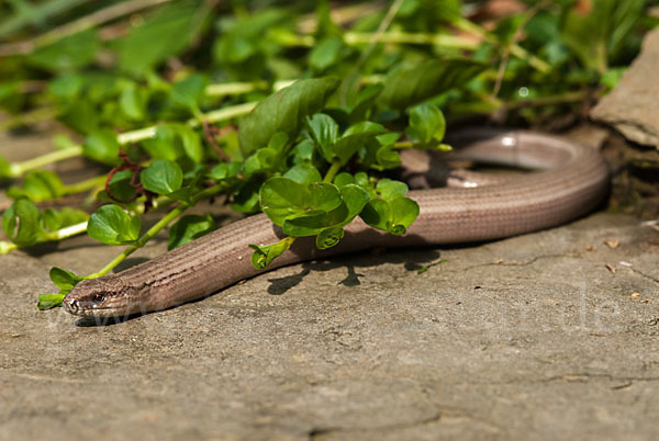 Blindschleiche (Anguis fragilis)