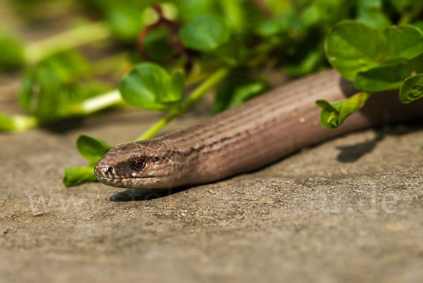 Blindschleiche (Anguis fragilis)