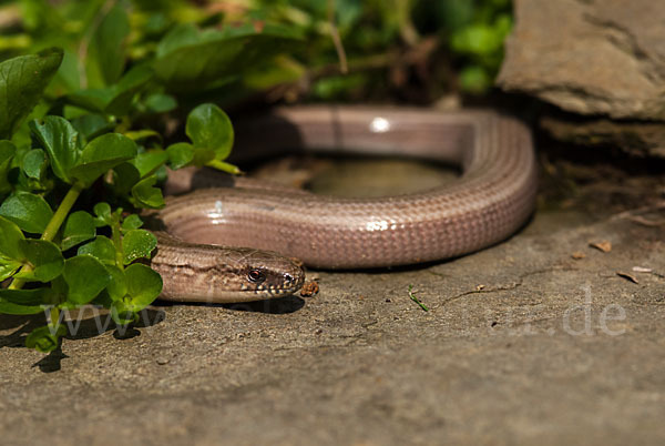 Blindschleiche (Anguis fragilis)