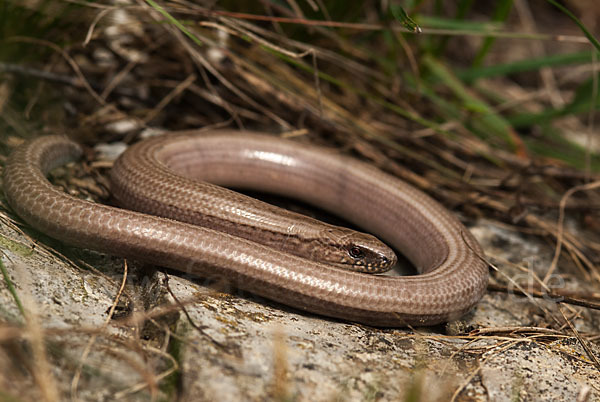 Blindschleiche (Anguis fragilis)