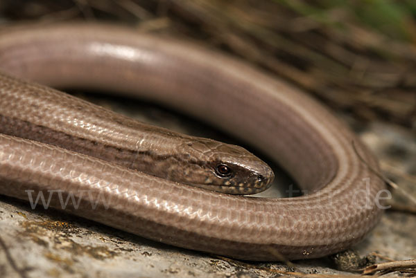 Blindschleiche (Anguis fragilis)