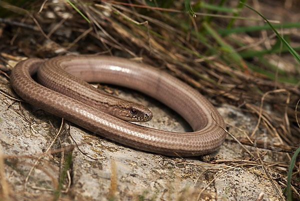 Blindschleiche (Anguis fragilis)