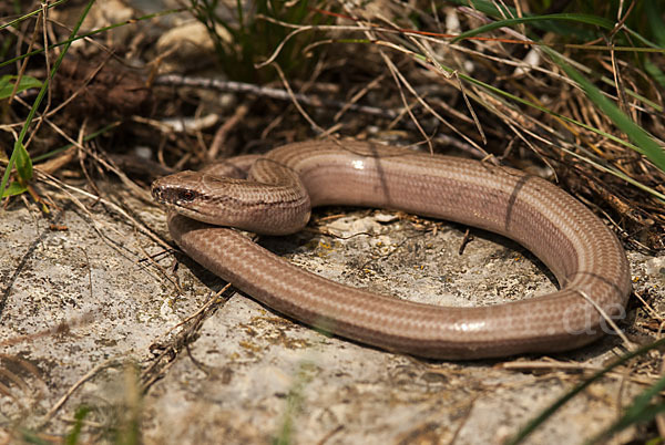 Blindschleiche (Anguis fragilis)