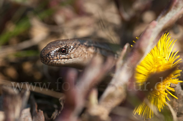 Blindschleiche (Anguis fragilis)