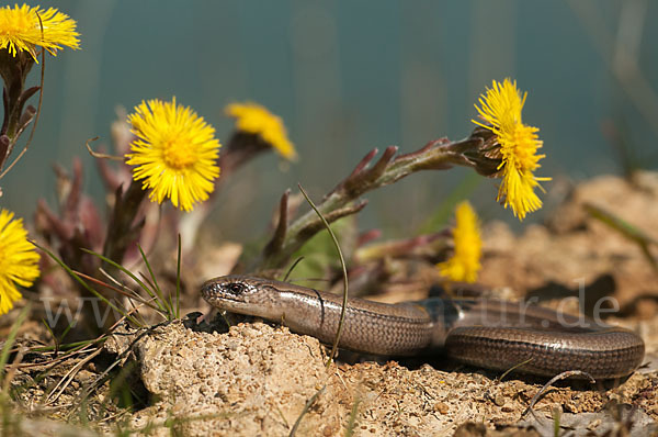 Blindschleiche (Anguis fragilis)