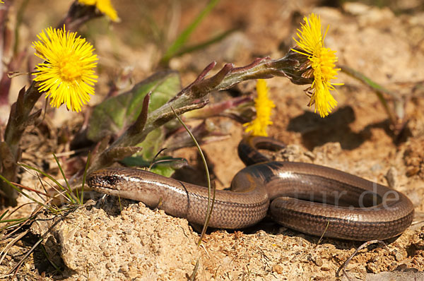 Blindschleiche (Anguis fragilis)