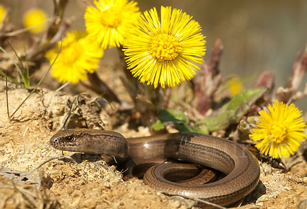 Blindschleiche (Anguis fragilis)