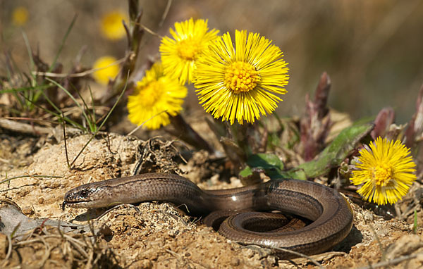 Blindschleiche (Anguis fragilis)